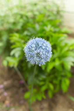 White flowers of Allium caeruleum in the garden. Summer and spring time.