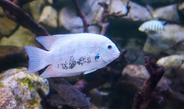 Gümüş Cichlid balığı temiz denizde yüzüyor. Renkli mercanların arka planında.