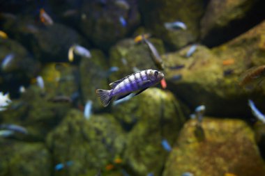 Uzatılmış mona (Pseudotropheus elongatus), Malawi Gölü 'ne özgü, renkli mercanlar arka planında temiz sularda yüzen bir ciklit türüdür.