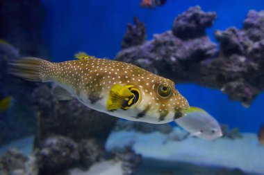 Beyaz benekli kirpi balığı (Arothron hispidus), renkli mercan arka planıyla temiz denizde yüzüyor.