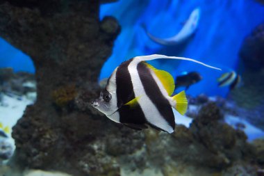 Akvaryum deniz balığı Pennant mercan balığı veya Longfin Bannerfish (Heniochus acuminatus) denizde yüzüyor. Mercan resifinde denizaltı yaşamı