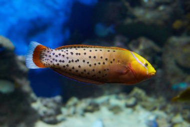 CORIS WRASSE OR QUEEN CORIS swimming in the clean sea underwater with colorful corals background clipart