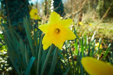 Sarı Narcissus çiçekleri. Çiçek açan nergis ve Doğal Ortamda Yapraklar.