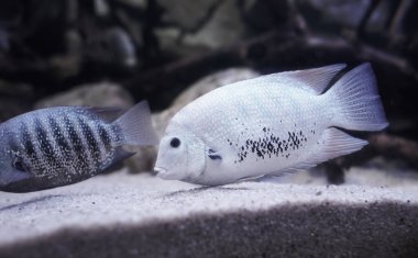 Gümüş Cichlid balığı temiz denizde yüzüyor. Renkli mercanların arka planında.