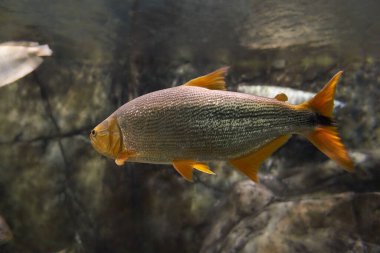 Salminus brasiliensis dorado, altın dorado, nehir kaplanı ya da çeneli harasin. Renkli mercan arka planıyla temiz denizde yüzen büyük yırtıcı tatlı su balığı.