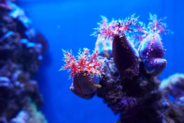 Avustralya deniz elması (Pseudocolochirus aksiologus) açık deniz altında renkli mercanlar arka planında