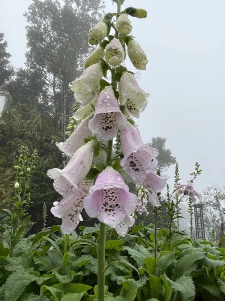 Pink lady\'s glove flower blooming in the garden with raindrops clinging to the flowers. Bana Hills, Vietnam
