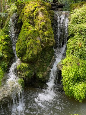 beautiful forest waterfall covered with moss