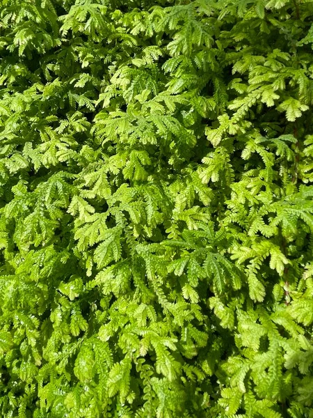 Tło Zielonych Liści Ogrodzie — Zdjęcie stockowe