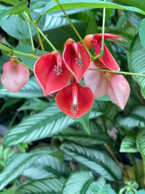 Erythrina Crista-galli bahçede çiçek açıyor.