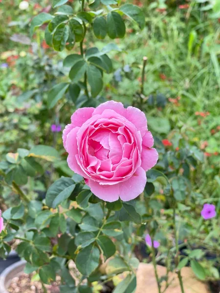 Des Roses Roses Fleurissent Dans Jardin — Photo