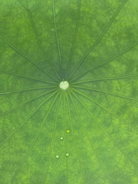 Krople Wody Liściu Lotosu — Zdjęcie stockowe