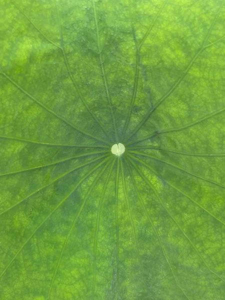 Jasne Zielone Tło Liści Lotosu Środku Była Kropla Wody — Zdjęcie stockowe