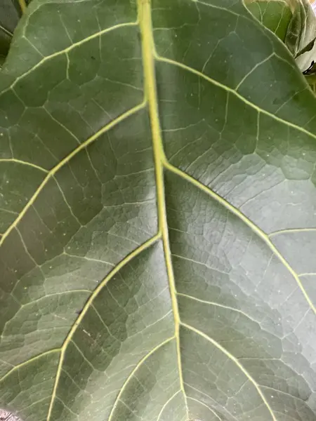 Close-up dark green leaf background