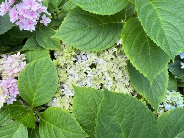 Pembe-yeşil ortanca çiçekleri yeşil yapraklarla gizlidir. Çiçekleri göstermek için ortada bir delik açın..
