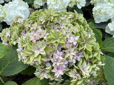 Bahçede açan yeşil ve pembe ortancalar