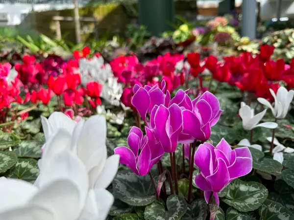 stock image Pink cyclamen flowers are blooming in the garden. It is a beautiful flower. Take photos with a clear face and a blurred background.