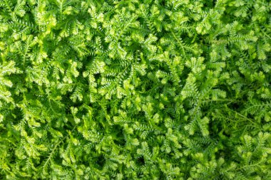 Islak zeminde büyüyen taze ve kabarık yeşil yapraklara yakından odaklan.