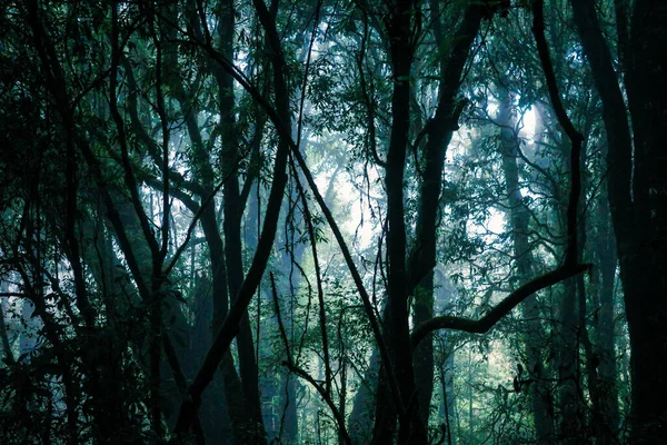 Mysterious scene of ancient trees and vines growing inside foggy tropical rainforest.