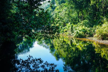 Greenery scene of tropical rainforest reflecting on flat river surface.