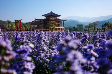 Hinokiland, Chiangmai, Thailand - December 19, 2022: Wooden building and torii shrine with japanese style in the field of lavender flower field.