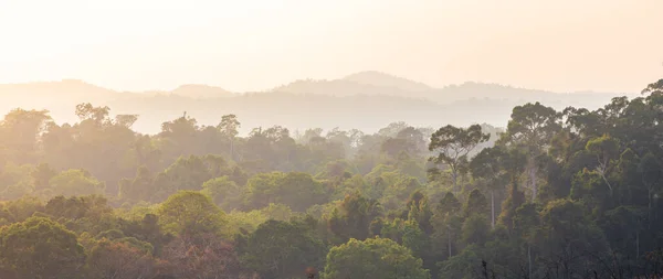 Panoramaszene Des Asiatischen Tropischen Regenwaldes Bedeckt Von Bäumen Und Sträuchern — Stockfoto