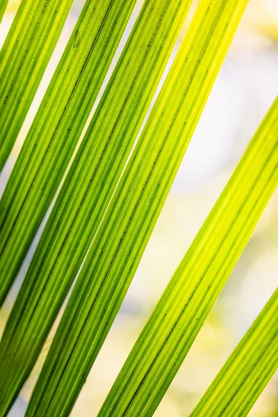 Foglie Palma Verde Con Luce Solare Brillante Nell Angolo — Foto Stock