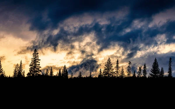 Bosque Pino Silueta Con Cielo Nublado Dramático Durante Crepúsculo —  Fotos de Stock