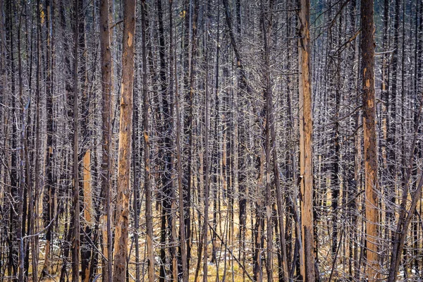 Árvores Mortas Sem Folhas Dentro Zona Quente Parque Nacional Yellowstone — Fotografia de Stock