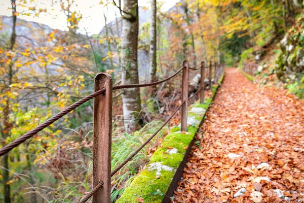 森林里的天然小径被褐色的树叶和绿苔覆盖 篱笆生锈 — 图库照片