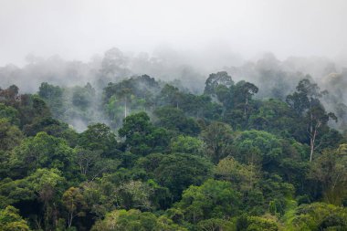 Fog covers greenery area inside tropical rainforest in rainy season. clipart