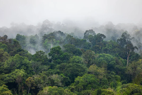Fog covers greenery area inside tropical rainforest in rainy season.