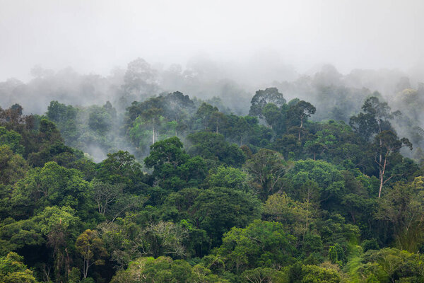 Niebla Cubre Área Verde Dentro Selva Tropical Temporada Lluvias — Foto de Stock