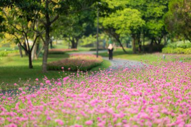 Yürüyen kişinin bulanık arka planı ve halka açık parktaki tropikal yeşil ağaçlarla birlikte yürüme yolunun yanındaki pembe çiçek çalılığına yakın odaklan..