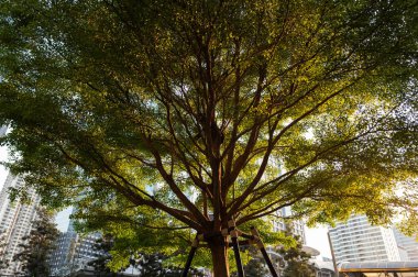 Geniş dalları olan büyük ağaç günbatımına dokunuyor..