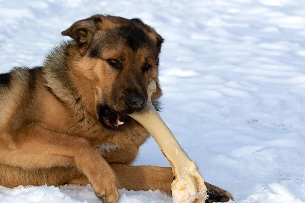A happy dog gnawing a fresh beef bone. The best safe bones for dogs are unprocessed cattle bones. The dog is crossbreed of Tibetian mastiff and German shepherd dog.