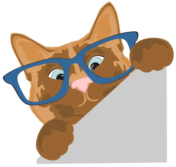 Macska Kövér Arca Szemüveggel — Stock Fotó