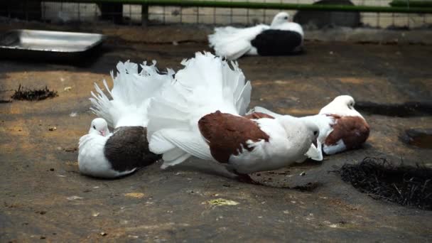 White Pigeon Zoo — Stock Video