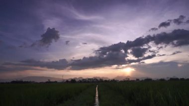 Sabah pirinç tarlaları