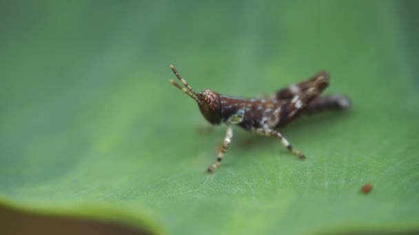 Vahşi Doğada Böceğe Yakın — Stok video