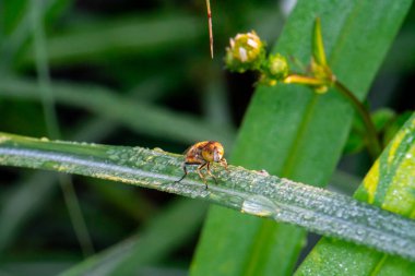 Bir örümcekle yeşil bir yaprağa yaklaş.