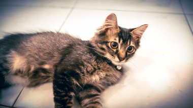 Kedi yerde yatıyor.