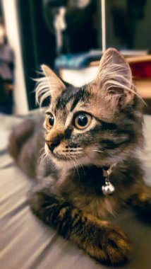 Yatakta yatan sevimli kedi.