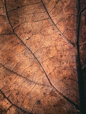 kuru yaprak arka planı. Yaprak dokusu. sonbahar yaprakları.