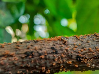 Ağaçtaki karıncalar