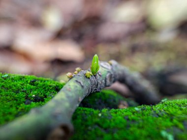 Ormandaki bir ağaçta yosun..