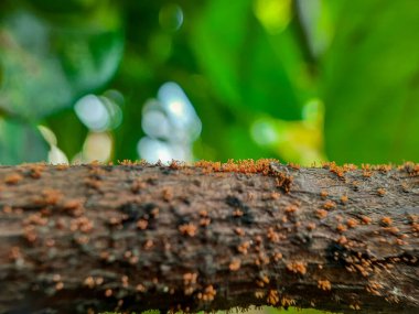 Karıncalar ormanda bir ağaçta oturuyorlar.
