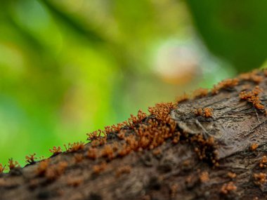 Ağaçtaki karıncalar