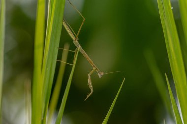 Yaprağın üzerinde yeşil çekirge