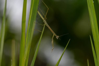 Yaprağın üzerindeki yeşil çekirgenin seçici odak noktası.